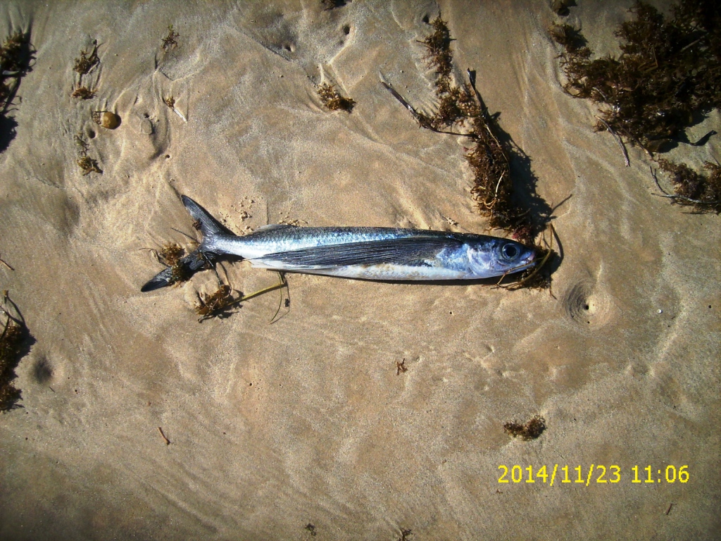 Toter "fliegender Fisch" am Atlantikstrand