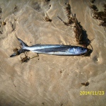 Toter "fliegender Fisch" am Atlantikstrand