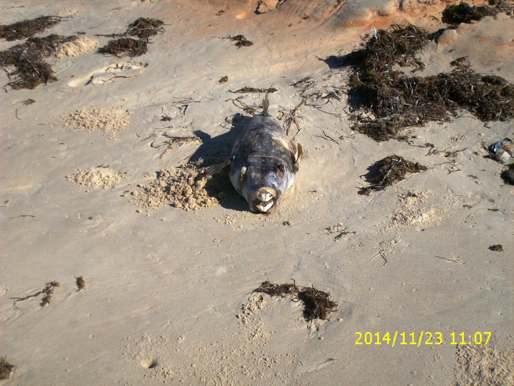 toter Fisch am Atlantikstrand