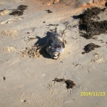 toter Fisch am Atlantikstrand