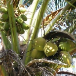 DSCI0049