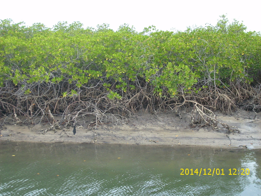 Mangroven bei Ebbe