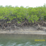 Mangroven bei Ebbe