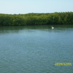 Pelikan